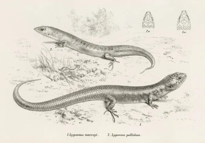 Framed Print : Lizards engraving 1887 Framed Print : Lizards engraving 1887