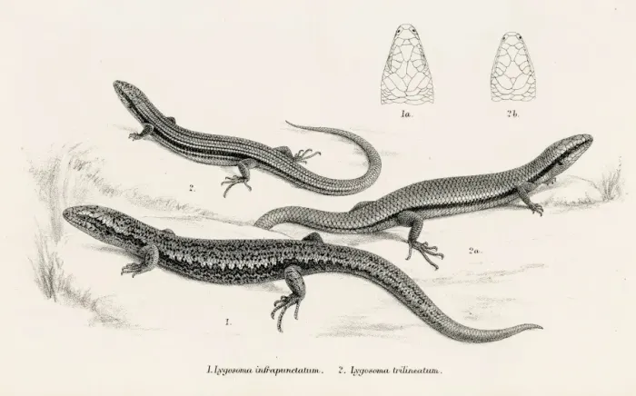 Framed Print : Lizards engraving 1887 Framed Print : Lizards engraving 1887