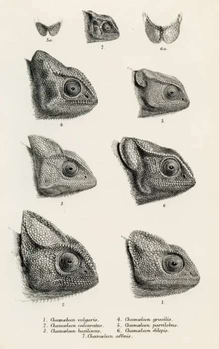 Framed Print : Lizards engraving 1887 Framed Print : Lizards engraving 1887