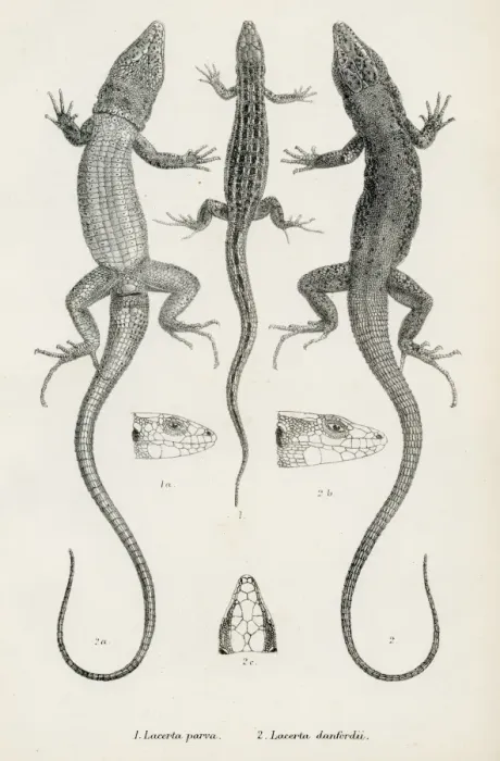 Framed Print : Lizards engraving 1887 Framed Print : Lizards engraving 1887