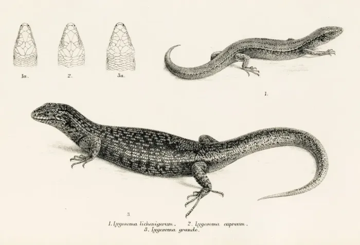 Framed Print : Lizards engraving 1887 Framed Print : Lizards engraving 1887