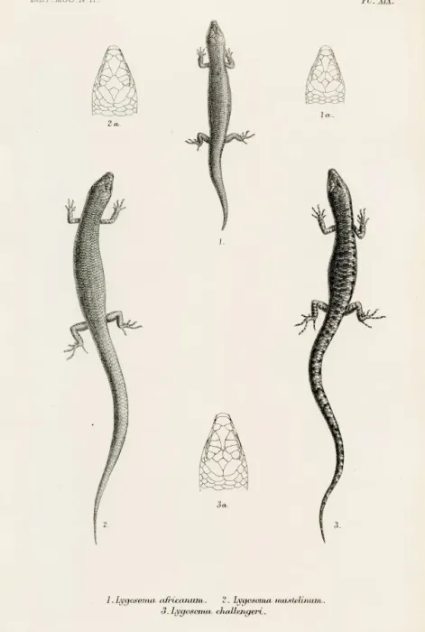 Framed Print : Lizards engraving 1887 Framed Print : Lizards engraving 1887