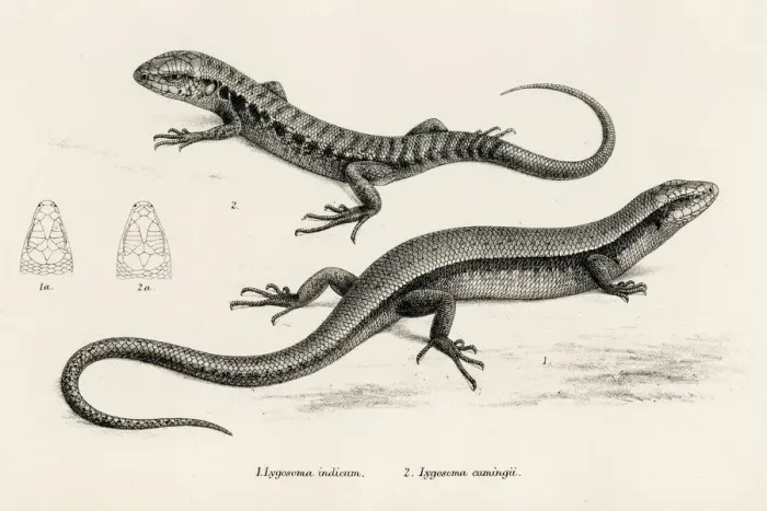 Framed Print : Lizards engraving 1887 Framed Print : Lizards engraving 1887