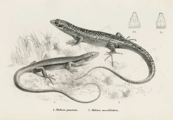 Framed Print : Lizards engraving 1887 Framed Print : Lizards engraving 1887