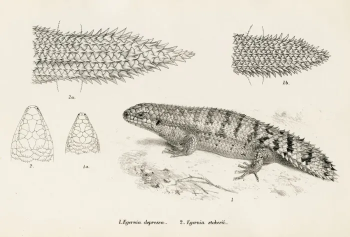 Framed Print : Lizards engraving 1887 Framed Print : Lizards engraving 1887