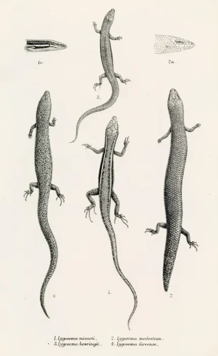 Framed Print : Lizards engraving 1887 Framed Print : Lizards engraving 1887
