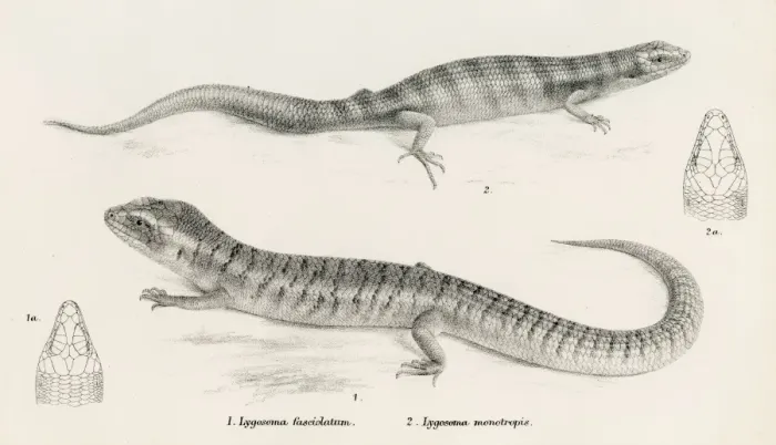 Framed Print : Lizards engraving 1887 Framed Print : Lizards engraving 1887