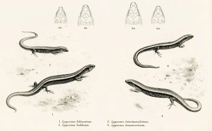 Framed Print : Lizards engraving 1887 Framed Print : Lizards engraving 1887