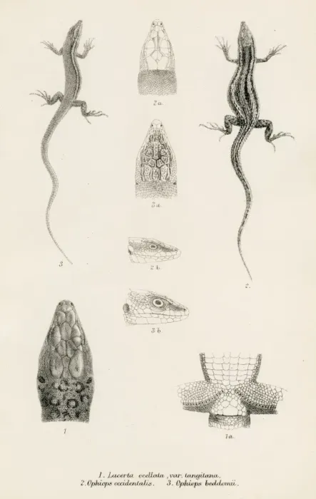 Framed Print : Lizards engraving 1887 Framed Print : Lizards engraving 1887