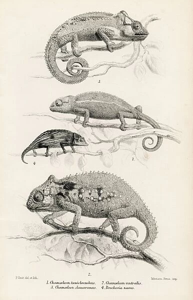 Lizards engraving 1887