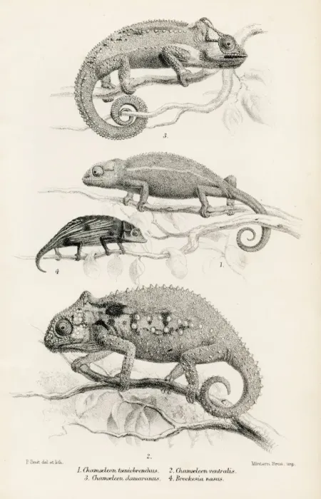 Framed Print : Lizards engraving 1887 Framed Print : Lizards engraving 1887