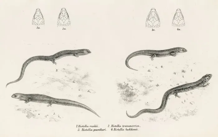 Framed Print : Lizards engraving 1887 Framed Print : Lizards engraving 1887