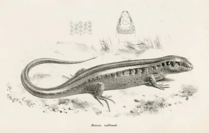 Framed Print : Lizards engraving 1887 Framed Print : Lizards engraving 1887