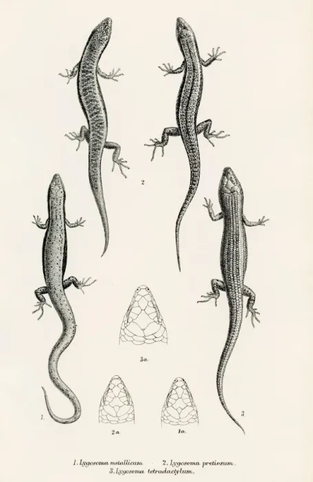 Framed Print : Lizards engraving 1887 Framed Print : Lizards engraving 1887