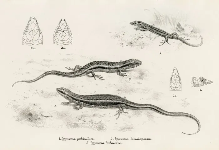 Framed Print : Lizards engraving 1887 Framed Print : Lizards engraving 1887