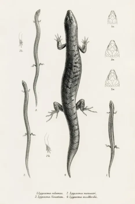 Framed Print : Lizards engraving 1887 Framed Print : Lizards engraving 1887