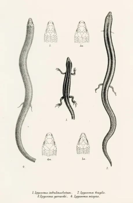 Framed Print : Lizards engraving 1887 Framed Print : Lizards engraving 1887