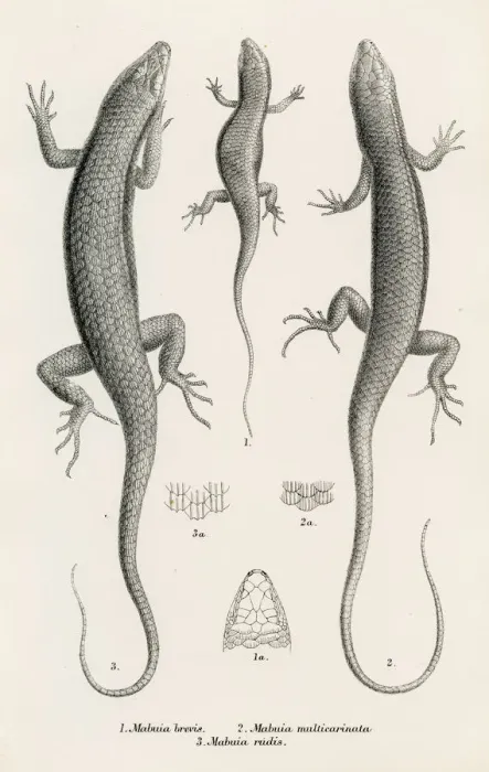 Framed Print : Lizards engraving 1887 Framed Print : Lizards engraving 1887