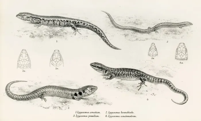 Framed Print : Lizards engraving 1887 Framed Print : Lizards engraving 1887