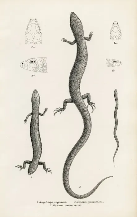 Framed Print : Lizards engraving 1887 Framed Print : Lizards engraving 1887