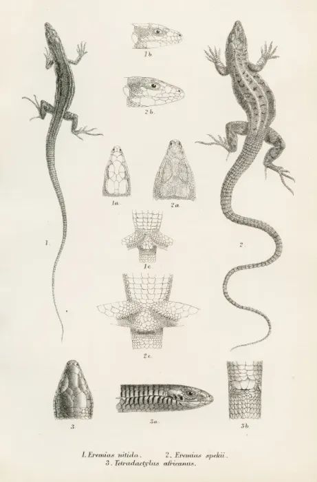 Framed Print : Lizards engraving 1887 Framed Print : Lizards engraving 1887