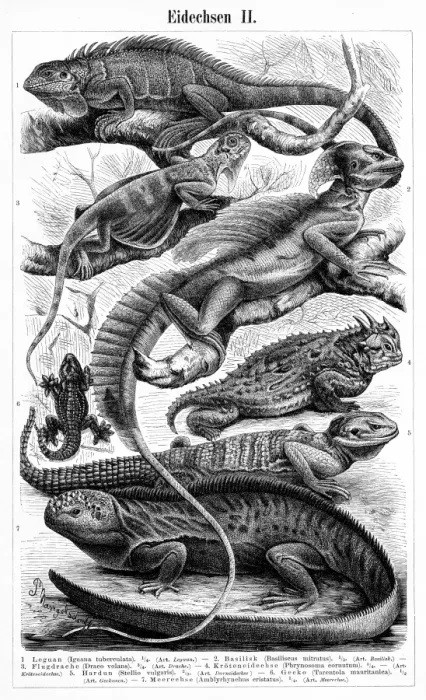 Framed Print : Lizards engraving 1895 Framed Print : Lizards engraving 1895