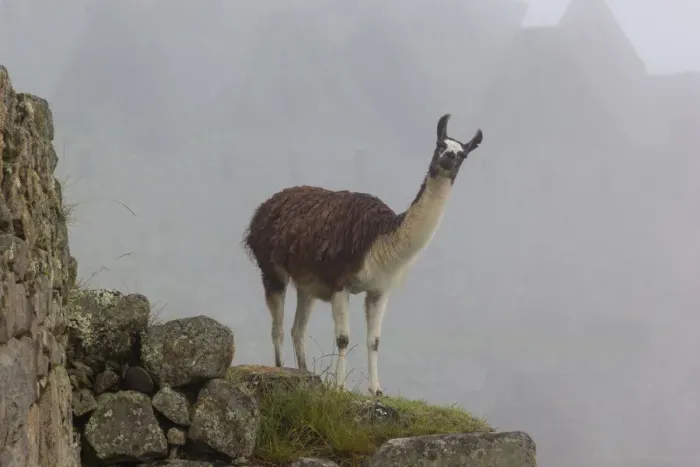 Framed Print : Llama in Archaeological ruins of Machu Picchu Framed Print : Llama in Archaeological ruins of Machu Picchu