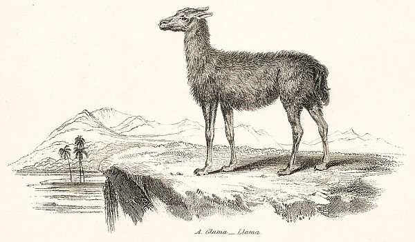 Llama engraving 1803