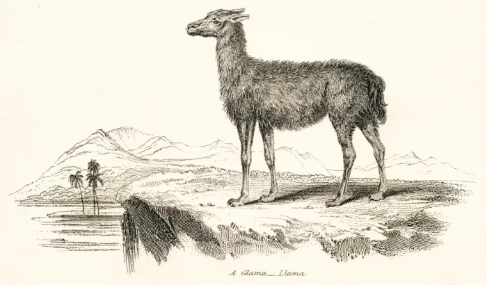 Framed Print : Llama engraving 1803 Framed Print : Llama engraving 1803