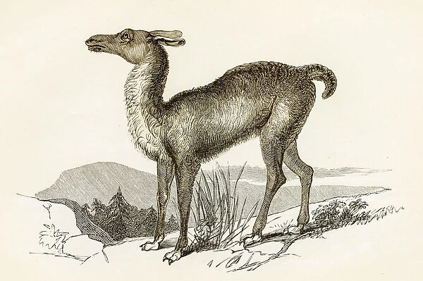 Llama engraving 1851