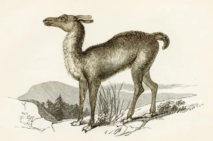 Framed Print : Llama engraving 1851