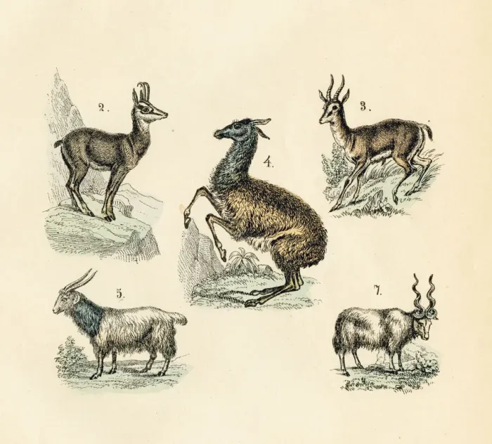 Framed Print : Llama, goat, gazelle, sheep engraving 1872 Framed Print : Llama, goat, gazelle, sheep engraving 1872