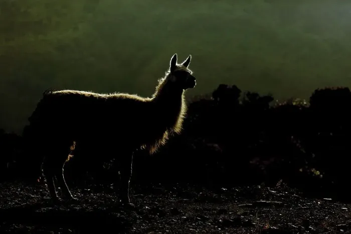 Framed Print : Llama (Lama glama) in last light
