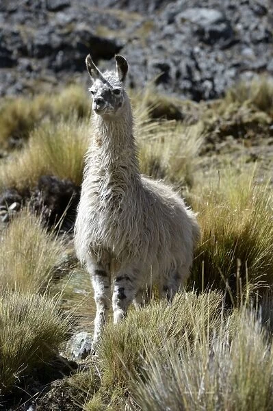 Llama -Lama glama- standing in the Andean Highlands, Altiplano, Department of La Paz, Bolivia