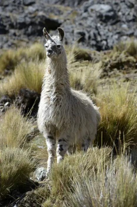 Framed Print : Llama -Lama glama- standing in the Andean Highlands, Altiplano, Department of La Paz, Bolivia Framed Print : Llama -Lama glama- standing in the Andean Highlands, Altiplano, Department of La Paz, Bolivia
