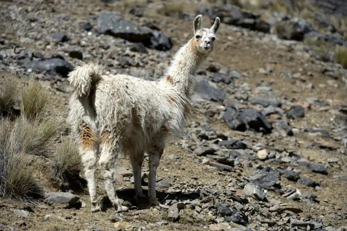 Framed Print : Llama -Lama glama- standing in the Andean Highlands, Altiplano, Department of La Paz, Bolivia Framed Print : Llama -Lama glama- standing in the Andean Highlands, Altiplano, Department of La Paz, Bolivia
