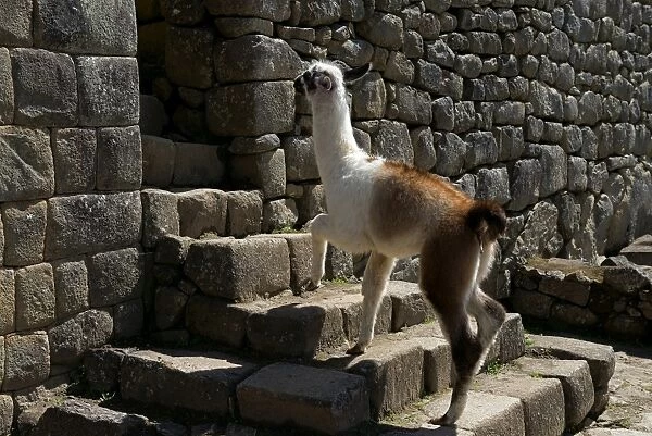 Llama -Lama glama-, young climbing stages in the ruined city of Machu Picchu, Peru