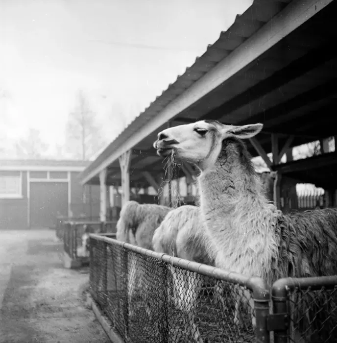 Framed Print : Llama Lunch Framed Print : Llama Lunch