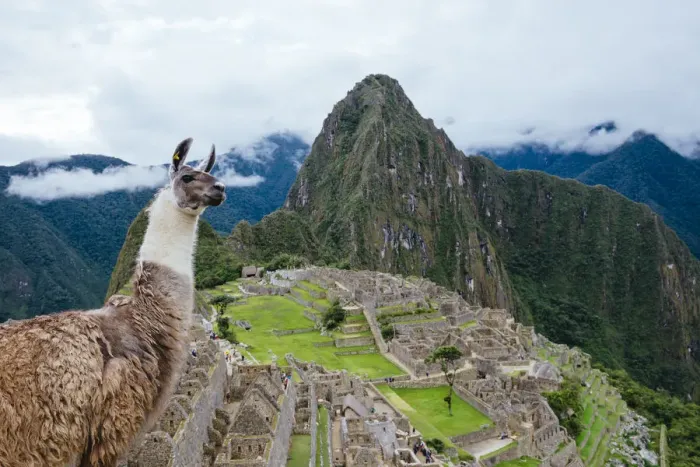Framed Print : Llama in Machu Picch citadel, Peru