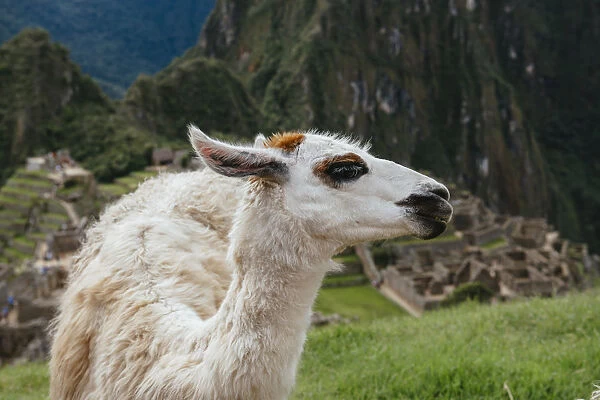 Llama in Machu Picch citadel, Peru