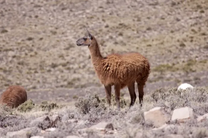 Framed Print : Llama near Arequipa, Peru, South America Framed Print : Llama near Arequipa, Peru, South America