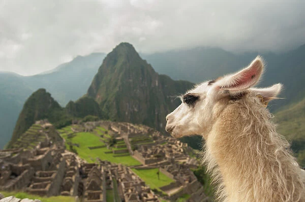 Llama overlooking ruins of the ancient city of Machu Picchu, Peru