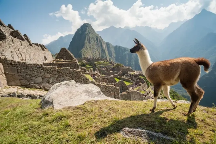 Framed Print : Llama overlooking ruins of the ancient city of Machu Picchu, Peru Framed Print : Llama overlooking ruins of the ancient city of Machu Picchu, Peru