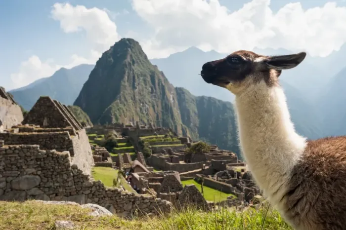 Framed Print : Llama overlooking ruins of the ancient city of Machu Picchu, Peru Framed Print : Llama overlooking ruins of the ancient city of Machu Picchu, Peru