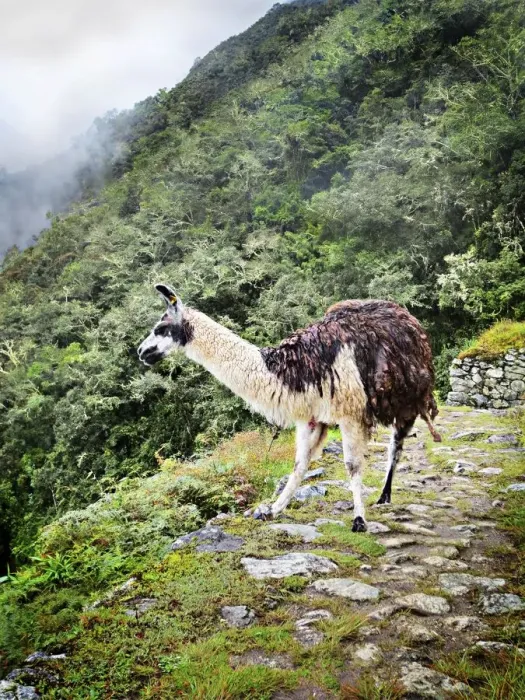 Framed Print : Llama on a Peruvian mountainside Framed Print : Llama on a Peruvian mountainside