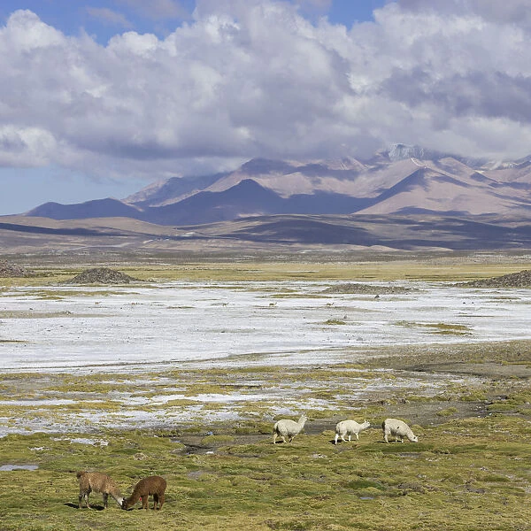 Llamas -Lama glama- in front of mountains, Putre, Arica y Parinacota Region, Chile