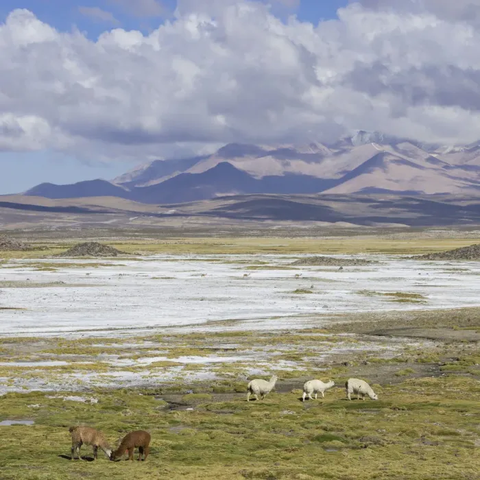 Framed Print : Llamas -Lama glama- in front of mountains, Putre, Arica y Parinacota Region, Chile Framed Print : Llamas -Lama glama- in front of mountains, Putre, Arica y Parinacota Region, Chile