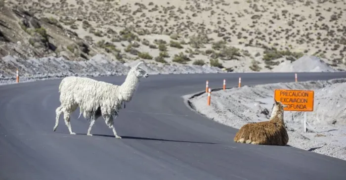 Framed Print : Llamas -Lama glama- on road, Putre, Arica y Parinacota Region, Chile Framed Print : Llamas -Lama glama- on road, Putre, Arica y Parinacota Region, Chile