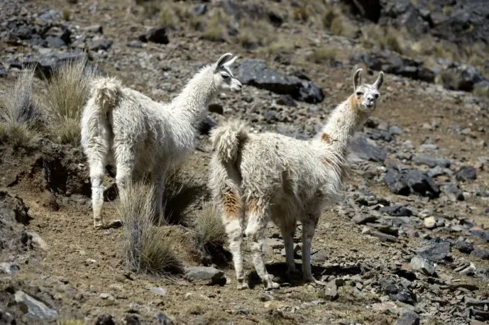 Framed Print : Two Llamas -Lama glama- standing in the Andean Highlands, Altiplano, Department of La Paz, Bolivia Framed Print : Two Llamas -Lama glama- standing in the Andean Highlands, Altiplano, Department of La Paz, Bolivia