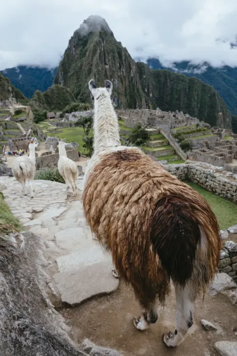 Framed Print : Llamas in Machu Picchu citadel, Peru Framed Print : Llamas in Machu Picchu citadel, Peru